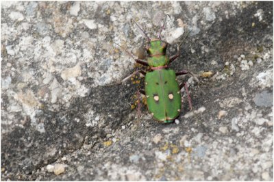 groene Zandloopkever - Cicindela campestris