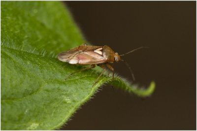 Bladwants - Deraeocoris ruber