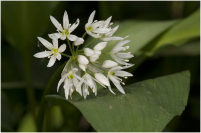 Daslook - Allium ursinum