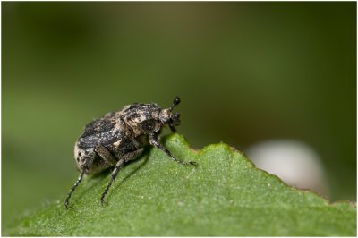 Kortvleugelboorkever - Valgus hemipterus 