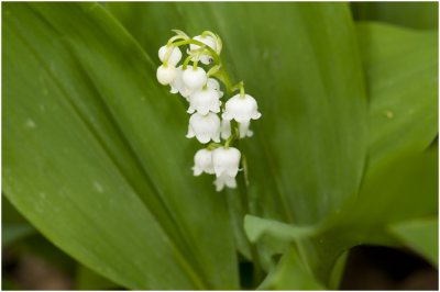 Lelietje van Dalen -  Convallaria majalis