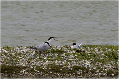 Visdiefjes - Sterna hirundo