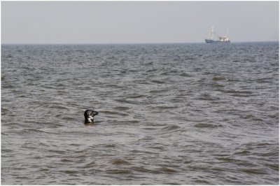 zeehond in de open zee - Seal in open sea