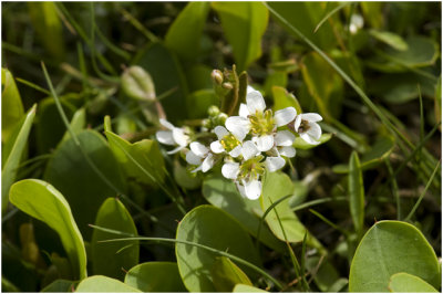 Deens Lepelblad - Cochlearia danica