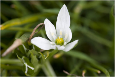 gewone Vogelmelk - Ornithogalum umbellatum