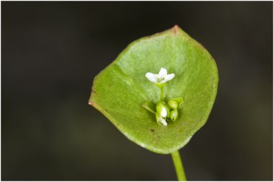 Winterpostelein  - Claytonia perfoliata