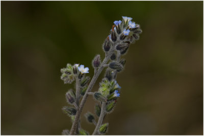 ruw Vergeet-me-nietje  -  Myosotis ramosissima