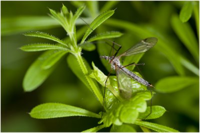 Langpootmug - Tipula paludosa