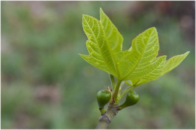 Vijgenboom - Ficus carica