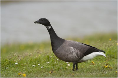 Rotgans - Branta bernicla