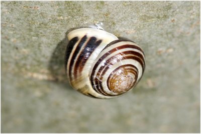 witgerande Tuinslak - Cepaea hortensis