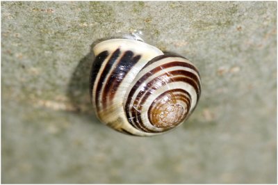 witgerande Tuinslak  -  Cepaea hortensis