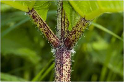 gewone Berenklauw - Heracleum sphondylium