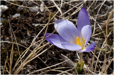 Schijncrocus - Romulea bulbocodium