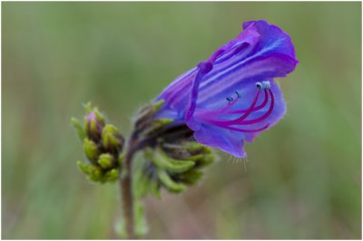 soort Slangenkruid - Echium salmanticum 