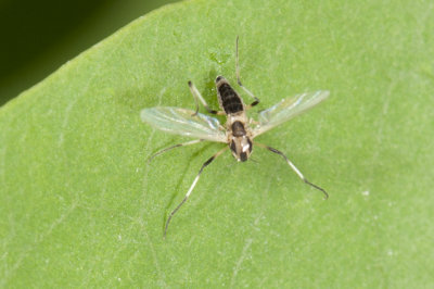 Dansmug - Chironomidae - Cricotopus spec.