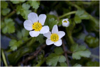 grote Waterranonkel  - Ranunculus peltatus