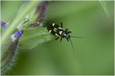 Boschhookwants - Grypocoris sexguttatus