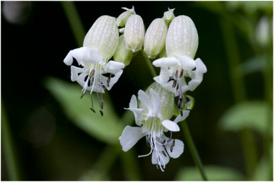 Blaassilene - Silene vulgaris