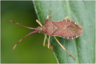 smalle Randwants - Gonocerus acuteangulatus