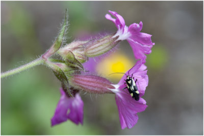 Boschhookwants - Grypocoris sexguttatus