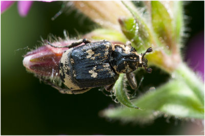 Kortvleugelboorkeverr - Valgus hemipterus