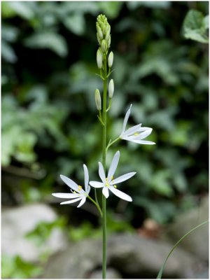 grote Graslelie - Anthericum liliago