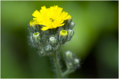 Weide Havikskruid - Hieracium caespitosum 