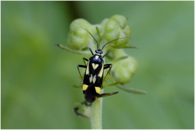 Boschhookwants - Grypocoris sexguttatus