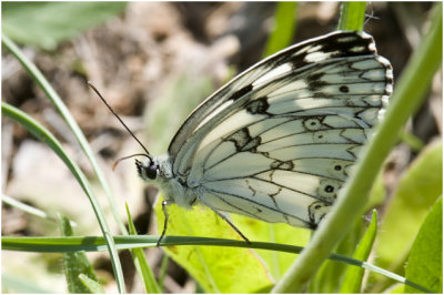 Dambordje - Melanargia galathea