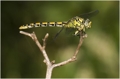 Rombout - kleine Tanglibel  -  Onychogomphus forcipatus