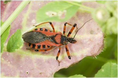 rode Roofwants - Rhinocoris iracundus