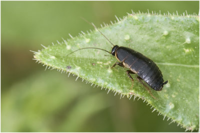 Kakkerlakkensoort - Loboptera decipiens