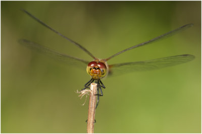 bloedrode Heidelibel - Sympetrum sanguineum - vrouwtje - female 