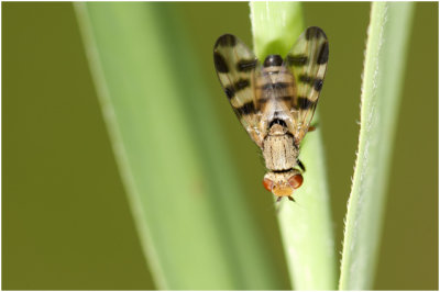Prachtvlieg - Melieria crassipennis