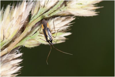 Blindwants - Cyllecoris histrionius