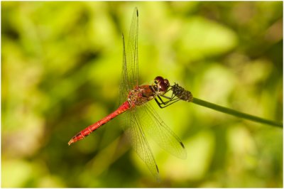 bloedrode Heidelibel - Sympetrum sanguineum - man - male