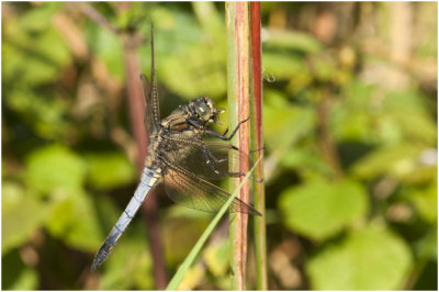 Beekoeverlibel - Orthetrum coerulescens - man - male