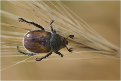 Rozenkever - Phyllopertha horticola