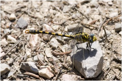 kleine Tanglibel - Onychogomphus forcipatus unguiculatus