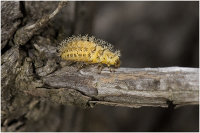 larve van Heggeranklieveheersbeestje - Henosepilachna argus