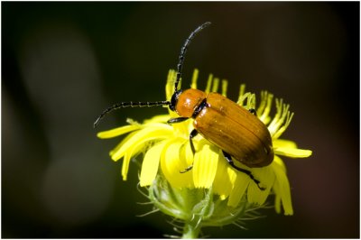 Bladkeversoort - Exosoma lusitanicum