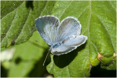 Boomblauwtje - Celastrina argiolus - vrouwtje - female