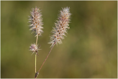 Hazenpootje - Trifolium arvense