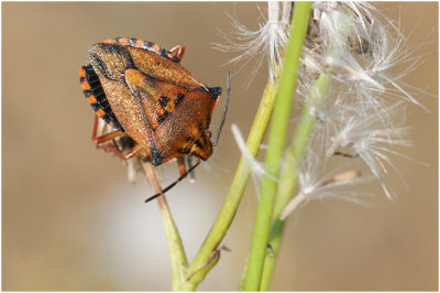 Schildwantsensoort - Carpocoris fuscispinus