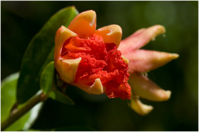 bloem van de Granaatappel - Punica granatum