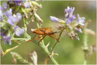 Schildwantsensoort - Carpocoris pudicus