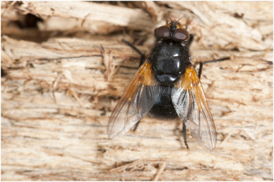 Schorsvlieg - Mesembrina meridiana