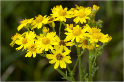 Bezemkruiskruid - Senecio inaequidens