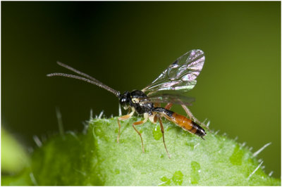 Sluipwespensoort - Ichneumonidae